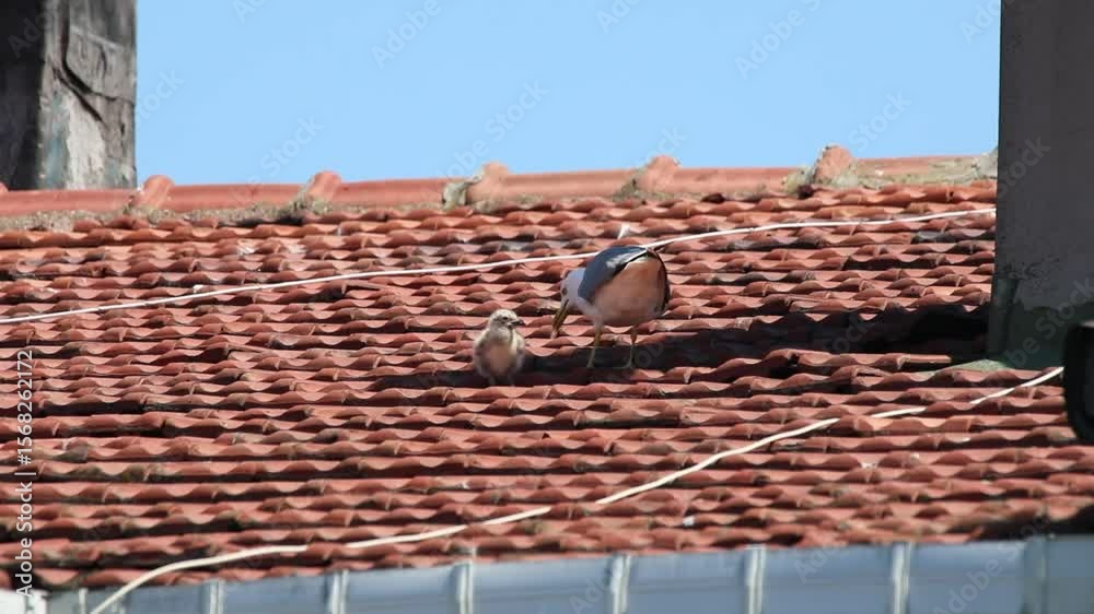 Mother feeding Larus sea gull chicks on a roof in Istanbul, Turkey in May Mother feeding Larus sea gull chicks on a roof in Istanbul, Turkey in May