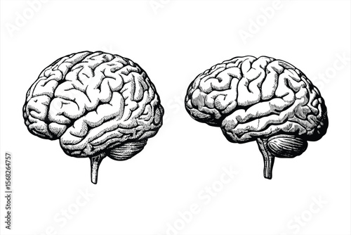 Human brain anatomy vector illustration in 3D style