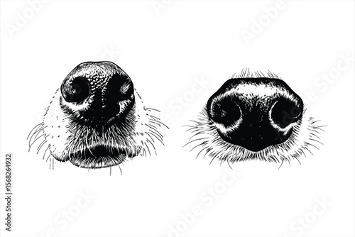 Dog noses are shown in a detailed black and white drawing isolated on white background