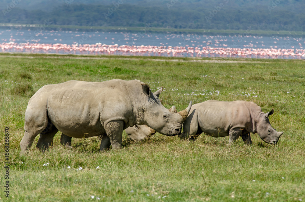 Obraz premium rhinoceros blanc, adulte et jeune, Ceratotherium simum , parc national du lac Nakuru , vallée du Rift, Kenya