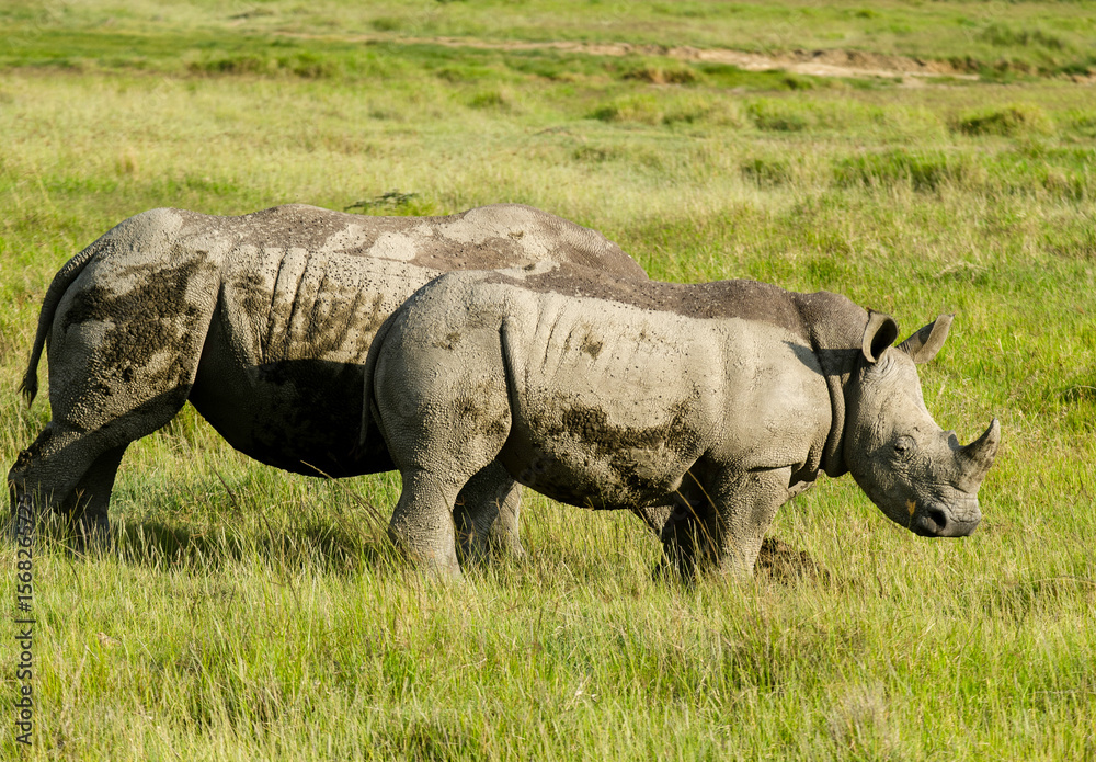 Fototapeta premium rhinoceros blanc, Ceratotherium simum, parc national du lac Nakuru, vallée du Rift, Kenya
