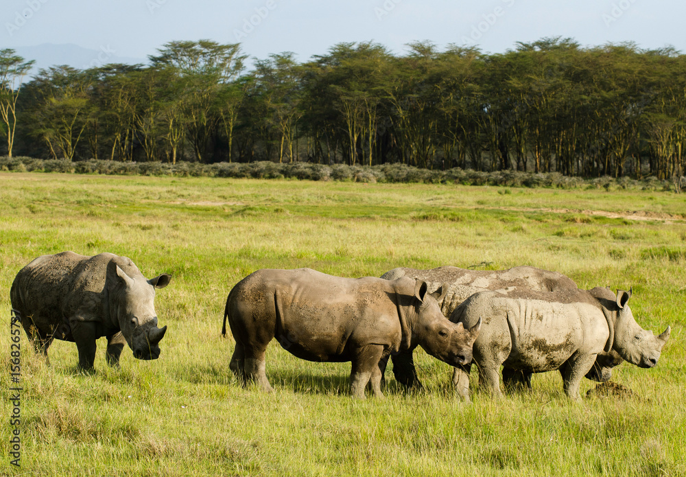 rhinoceros blanc, Ceratotherium simum, parc national du lac Nakuru, vallée du Rift, Kenya rhinoceros blanc, Ceratotherium simum, parc national du lac Nakuru, vallée du Rift, Kenya