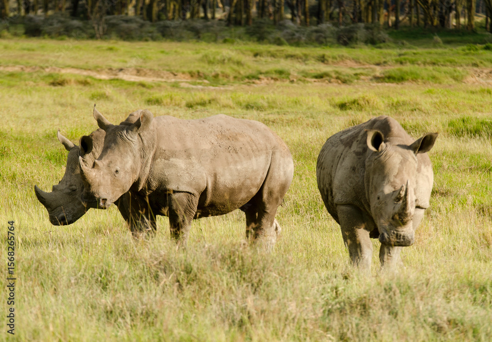 Fototapeta premium rhinoceros blanc, Ceratotherium simum, parc national du lac Nakuru, vallée du Rift, Kenya