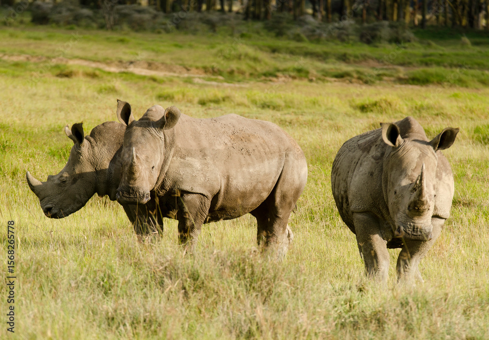 Fototapeta premium rhinoceros blanc, Ceratotherium simum, parc national du lac Nakuru, vallée du Rift, Kenya