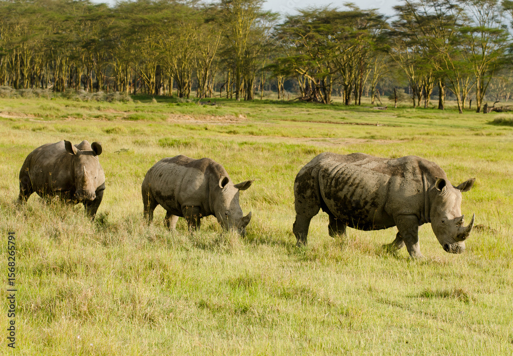 Fototapeta premium rhinoceros blanc, Ceratotherium simum, parc national du lac Nakuru, vallée du Rift, Kenya