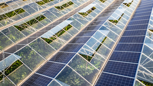 Sustainable greenhouse with rooftop solar panels bathed in morning sunlight for eco-friendly vegetable farming and renewable energy generation in a dual-use agricultural system.