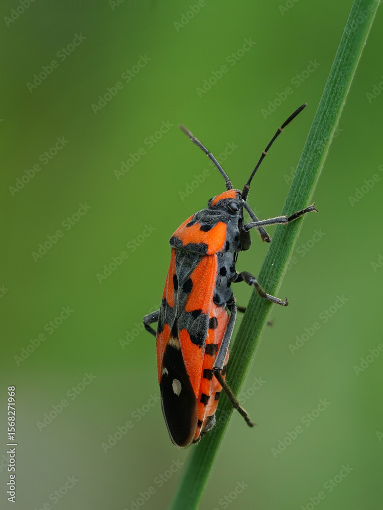 Fototapeta premium Wanze