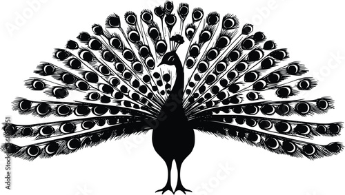 Elegant Black Vector Peacock Silhouette: Detailed Feather Design