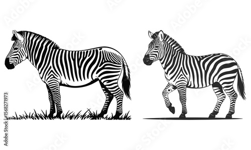 zebra vector illustration