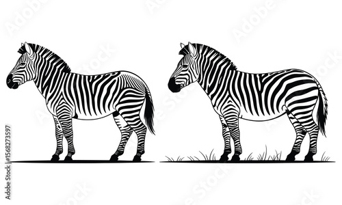 zebra vector illustration