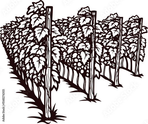 Detailed sketch of vineyard grapevines growing on trellises with abundant leaves and bunches of grapes