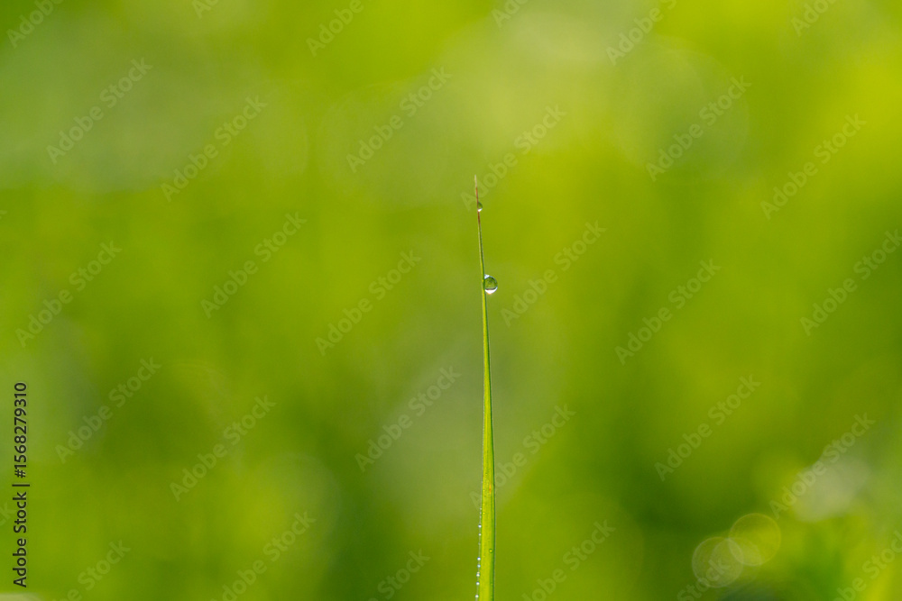 Dew Drops on a blade of grass Dew Drops on a blade of grass