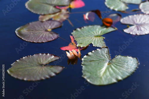 Wallpaper Mural Water lily in the pond Torontodigital.ca