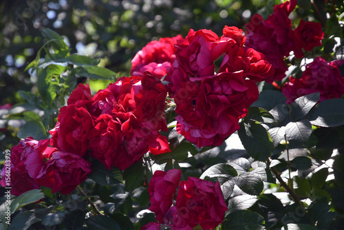 Wallpaper Mural Red rose bush Torontodigital.ca