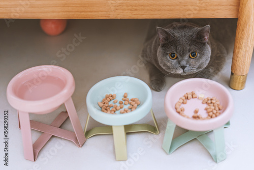 Pet cat looks forward to its owner's cat food lunch with pitiful eyes