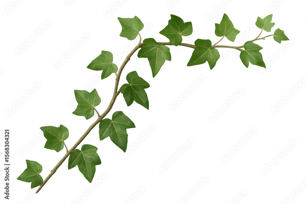 Fototapeta premium Realistic ivy branch with green leaves growing on transparent background, ideal for decorations and nature-themed projects