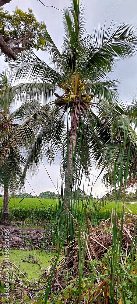 Coconut palm trees bearing fruit over a lush green rice paddy under a cloudy sky Coconut palm trees bearing fruit over a lush green rice paddy under a cloudy sky