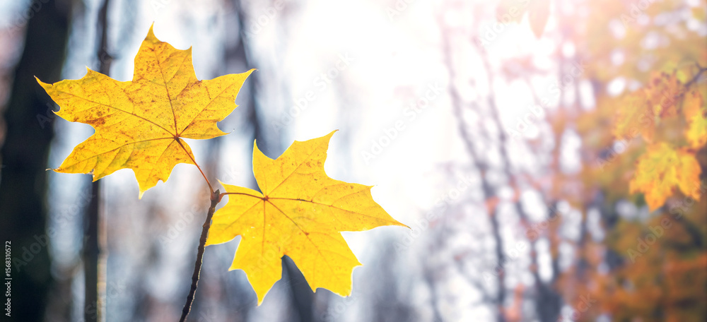 Obraz premium Colorful maple leaves on a tree in the autumn forest on a blurred background