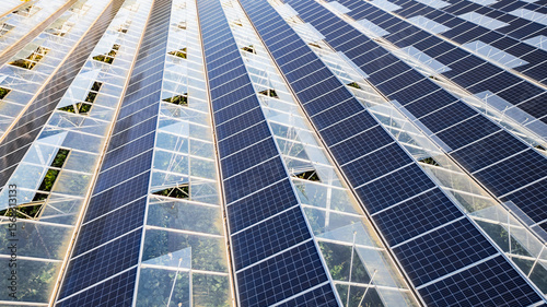 Sustainable greenhouse with rooftop solar panels bathed in morning sunlight for eco-friendly vegetable farming and renewable energy generation in a dual-use agricultural system.