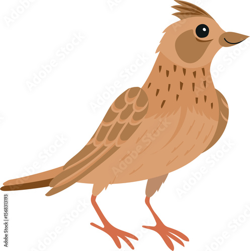 cartoon childish vector illustration of eurasian skylark isolated on white background