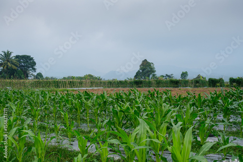Lush Green Cornfield Against a Serene Cloudy Mountain Backdrop
