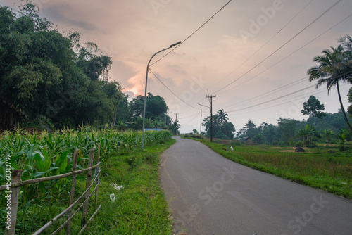 Rural Road at Dusk Surrounded by Lush Greenery and Corn Fields