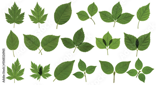 Leaf icons set ecology nature element, green leafs, environment and nature eco sign. Leaves on white background – for stock
