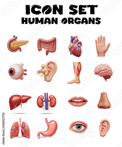 Icon Set Vector Human Organs