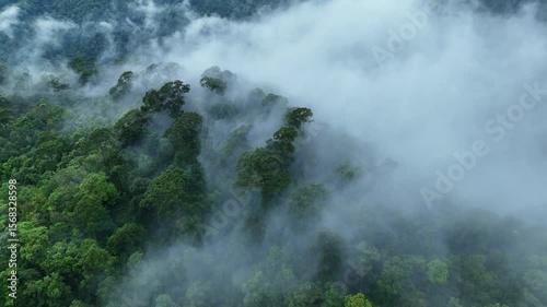 Aerial drone shot over primary Jungle tropical rain forest in Nan, Thailand. Aerial view, moving over a rainforest tree canopy in a slow pace beautiful green nature background of a tropical forest.	