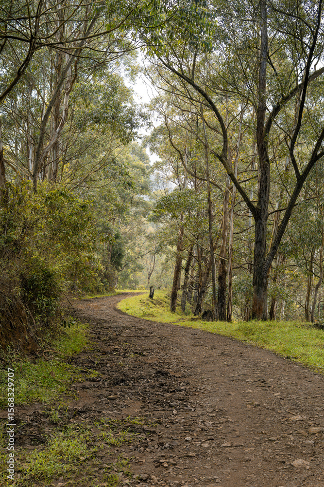 Obraz premium Road in the forest