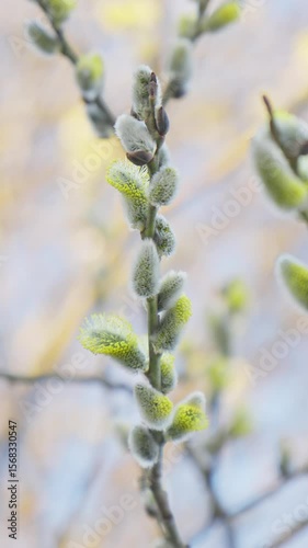 Delicate buds burst forth in soft greens, signaling arrival of spring. Tranquil atmosphere invites nature's beauty to unfold, capturing moment of renewal and growth. Vertical video. Close-up in 4K