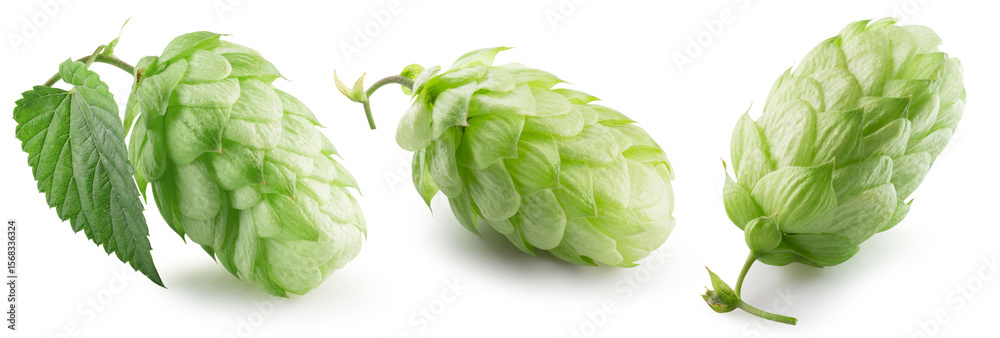 Fototapeta premium collection of green hops isolated on a white background