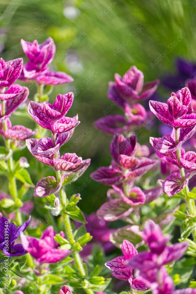 Fototapeta premium pink leaves on a plant