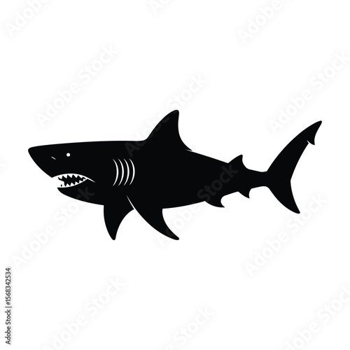 shark isolated on white