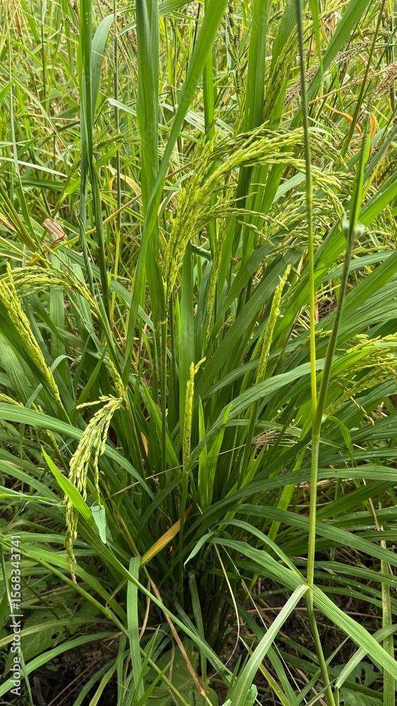 Obraz premium close up of pine needles,rice field in thailand,Clear blue sky white cloud at Rower’s Bay Park. It features a boardwalk that brings visitors closer to the water, a lookout pavilion, swales.