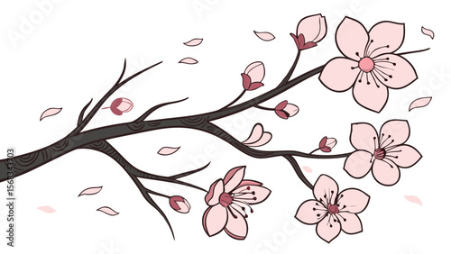 Delicate pink cherry blossoms and petals on a dark branch against white