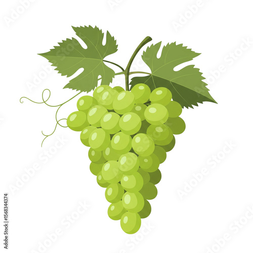 Green Grapes on Vine Vector Graphic