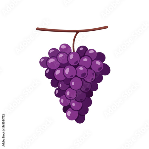 Purple Grapes on Vine Vector Graphic