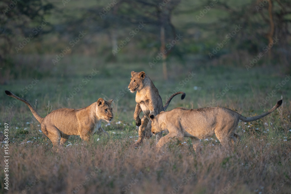 Naklejka premium Wrestling in the grass are three lion cubs