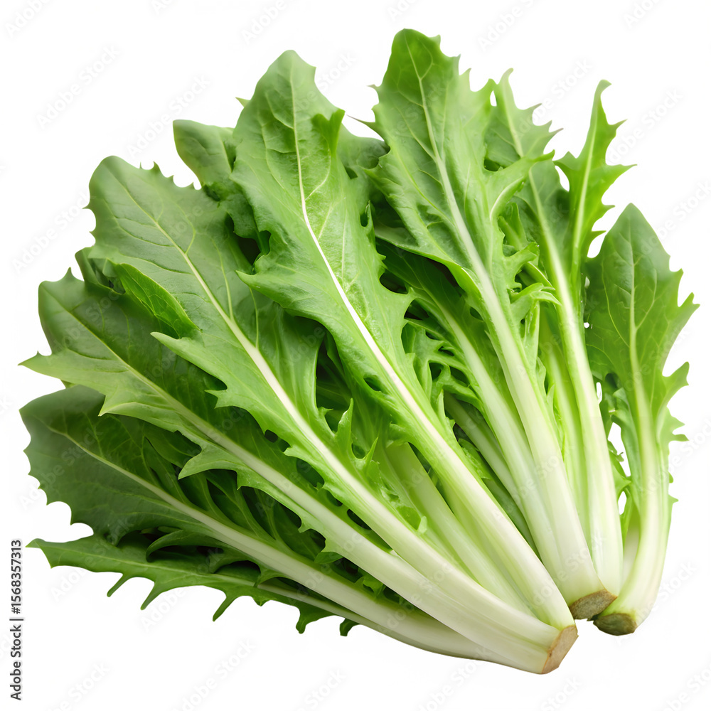 Obraz premium Fresh Chicory Leaves Isolated on White Background