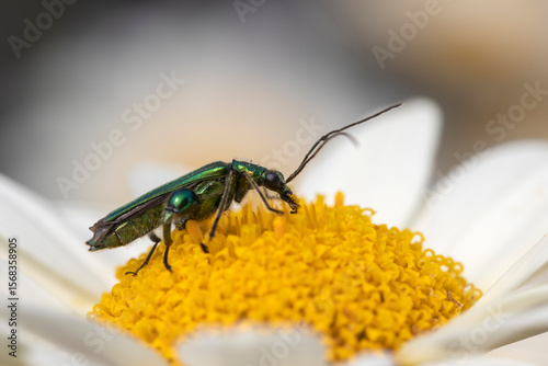 Thick-legged flower beetle (Oedemera nobilis),  also known as the swollen-thighed beetle and the false oil beetle, on Anthemis tinctoria ‘E.C.Buxton’