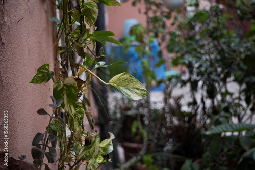 green leaves on a wall