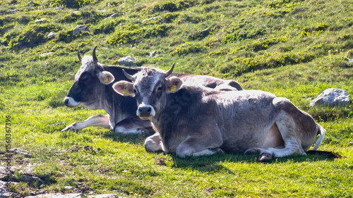 Alpine cows, switzerland, mountains