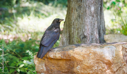 Large black bird sitting a rock in a park in Rome Georgia.