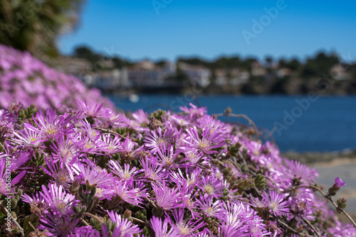 Field of flowers