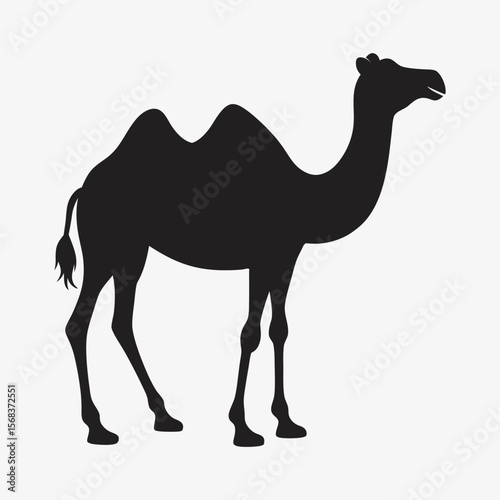 silhouette camel on the white background   
