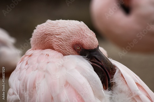 close up of flamingo