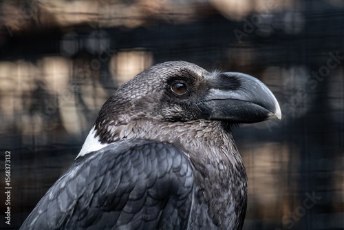 black bird up close