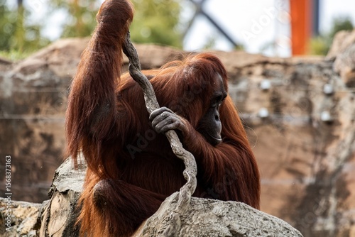 Orangutan