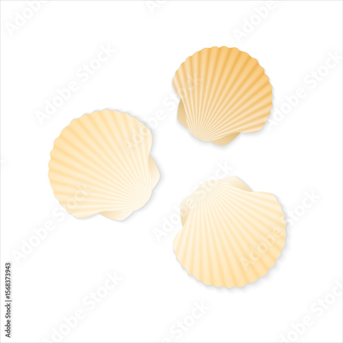 sea shells collection